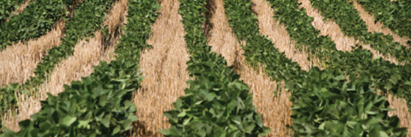Four-tips-to-increase-double-crop-soybean-yields