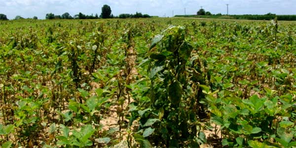 large_pigweed_in_soybeans