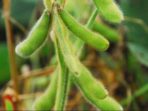 soybeans could gain 3 million acres in 2016