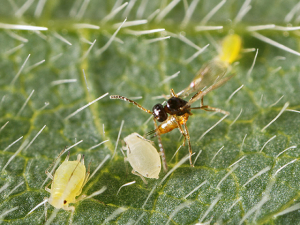 Small, stingless wasps keep the soybean aphid under control in China. These wasps are now starting to show up in U.S. soybean fields.