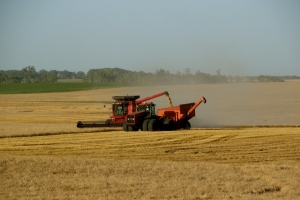 wheat field combining